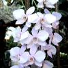 Phalaenopsis Sogo Fairyhood 'OK-82' x Leucorrhoda