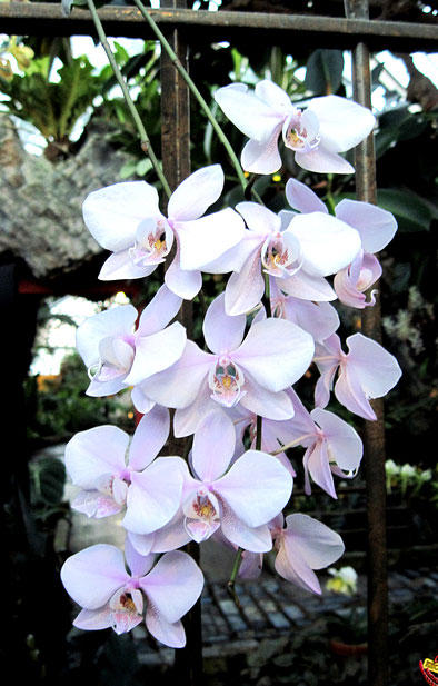 Phalaenopsis Sogo Fairyhood 'OK-82' x Leucorrhoda