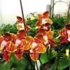 Phalaenopsis (Sogo Hollywood x venosa) x Hannover Passion