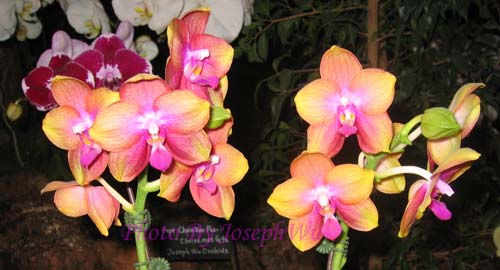 Phalaenopsis (Sogo Manager x Texas Jewel)