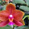 Phalaenopsis (Sogo Pride x Diamond Beauty) x Ld's Bear Queen