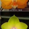 Phalaenopsis Sogo Shito x AL Redsun Queen 'Green Apple'