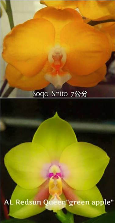 Phalaenopsis Sogo Shito x AL Redsun Queen 'Green Apple'