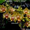 Phalaenopsis (Sogo Splendorx x I-Hsin Amy) 'peloric'