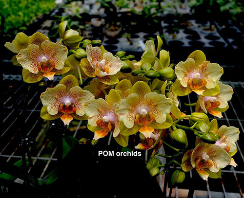 Phalaenopsis (Sogo Splendorx x I-Hsin Amy) 'peloric'