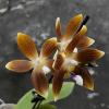 Phalaenopsis speciosa  coffee (MC)