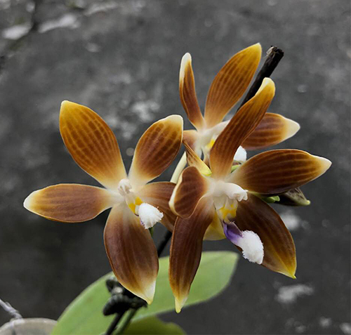 Phalaenopsis speciosa  coffee (MC)