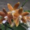 Phalaenopsis speciosa 'Bronze Blue Lip'