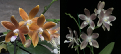 Phalaenopsis speciosa 'Bronze Blue Lip' x speciosa 'Silver Blue Lip'