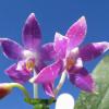 Phalaenopsis speciosa c-1 x violacea Sumatra