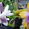 Phalaenopsis speciosa coerulea #3 x Phalaenopsis Mituo GH King Star #16