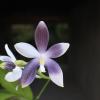 Phalaenopsis speciosa coerulea ('Su's Bluish' x 'Su's Coffee Candy')#1