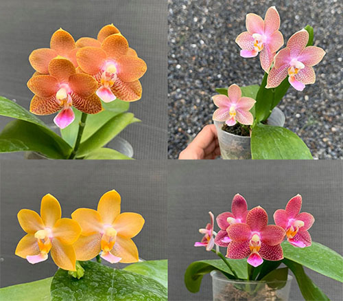 Phalaenopsis speciosa 'Coffee' x Yaphon Perfume 'Yellow'