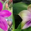 Phalaenopsis speciosa x Mituo Prince 'Bb'
