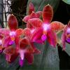 Phalaenopsis Star of Florida ‘Joy’