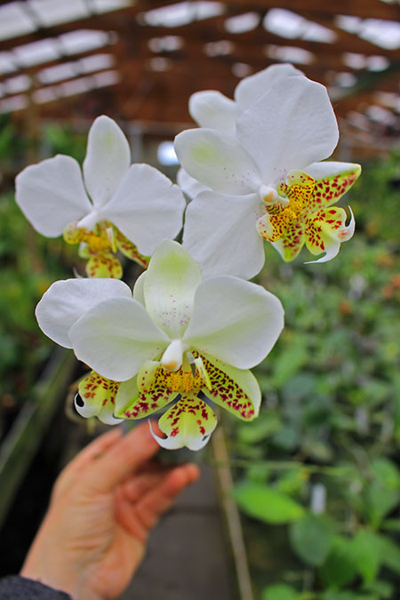 Phalaenopsis stuartiana 'Giant'