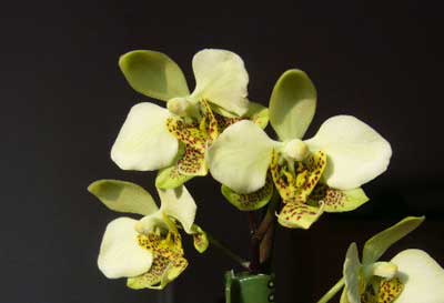 Phalaenopsis stuartiana (green x yellow)
