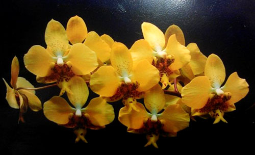 Phalaenopsis stuartiana nobilis 'Xuiya' x self