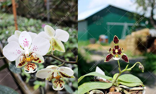 Phalaenopsis stuartiana punctatissima x mannii 'Dark'