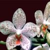 Phalaenopsis Gretchen (stuartiana puntatissima x gigantea)