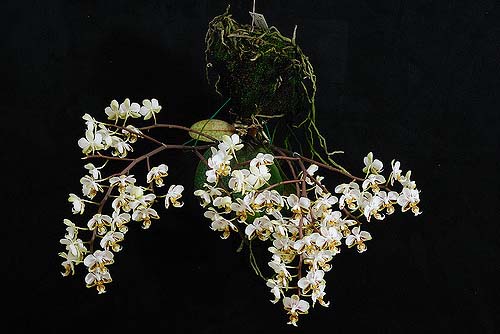 Phalaenopsis stuartiana 'Sogo'