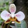 Phalaenopsis stuartiana Sogo