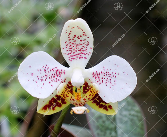 Phalaenopsis stuartiana Sogo