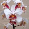 Phalaenopsis stuartiana ('Starlight' x 'Darkforce')