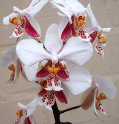 Phalaenopsis stuartiana ('Starlight' x 'Darkforce')