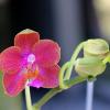 Phalaenopsis (stuartiana x celebensis) x Ld’s Bear Queen