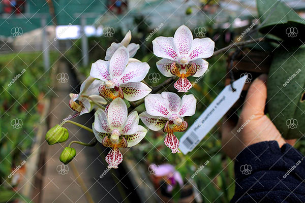 Phalaenopsis stuartiana x finleyi
