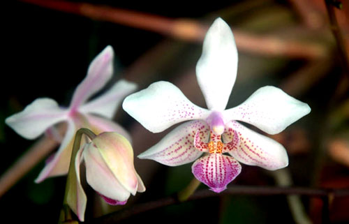 Phalaenopsis stuartiana x lindenii