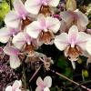 Phalaenopsis stuartiana x schilleriana