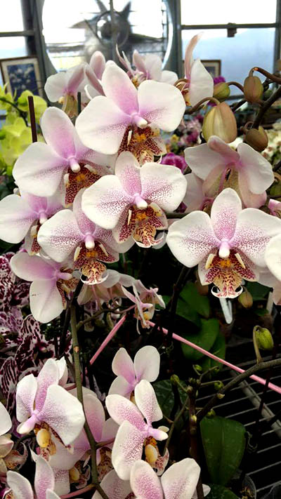 Phalaenopsis stuartiana x schilleriana