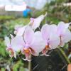 Phalaenopsis stuartiana x schilleriana 'Joseph Wu'