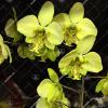 Phalaenopsis stuartiana yellow 'Joseph Wu'
