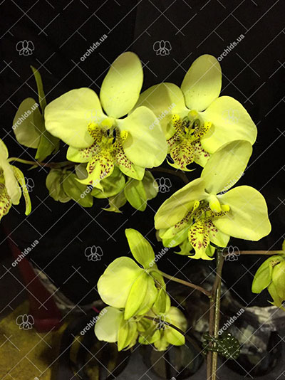 Phalaenopsis stuartiana yellow 'Joseph Wu'
