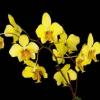 Phalaenopsis stuartiana (Yellow Strain)