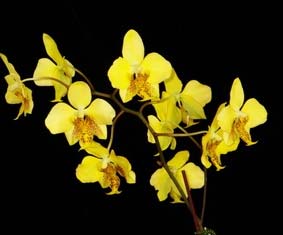 Phalaenopsis stuartiana (Yellow Strain)