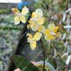 Phalaenopsis stuartiana yellow strain x self