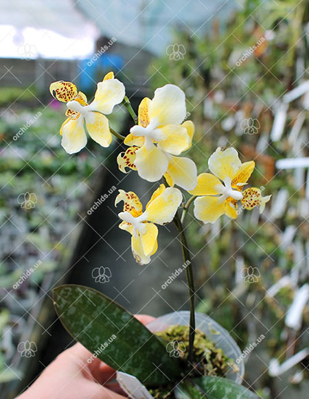 Phalaenopsis stuartiana yellow strain x self