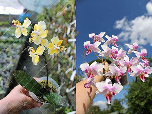 Phalaenopsis stuartiana yellow strain x Cassandra