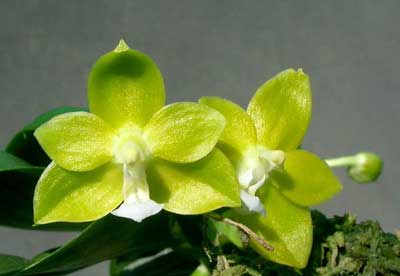 Phalaenopsis Su-An Cricket