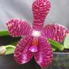 Phalaenopsis (Su Ann Cricket x Penang Jewel) x gigantea