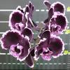 Phalaenopsis Summer Breath '401' (Sogo Yukidian x Chian Xen Pearl)
