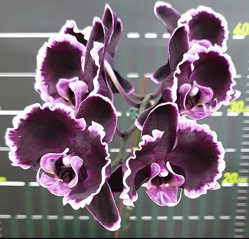 Phalaenopsis Summer Breath '401' (Sogo Yukidian x Chian Xen Pearl)