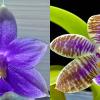 Phalaenopsis SWR GV X lueddemanniana blue