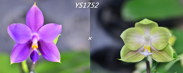 Phalaenopsis SWR GV 'Yin#1' x Tzu Chiang Litlitz 'Fumi'