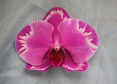 Phalaenopsis Tai-Kan Rose