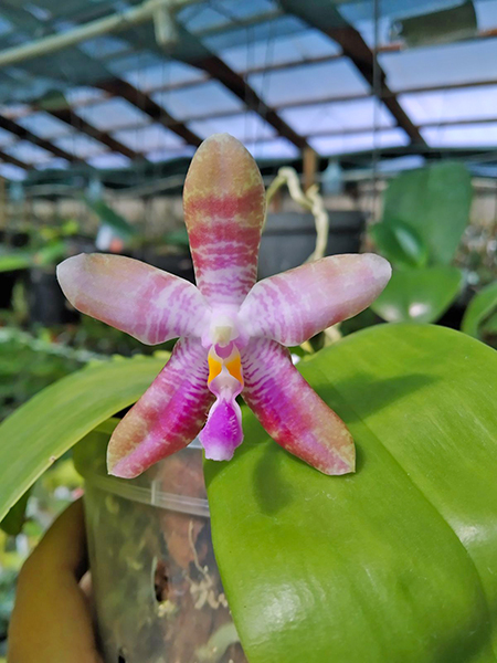 Phalaenopsis Tetrasambo White x Luedde-Violacea